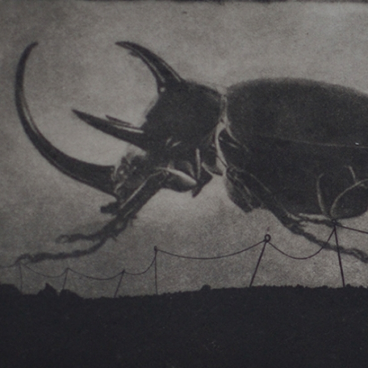 Flying beetle by Margus Kontus