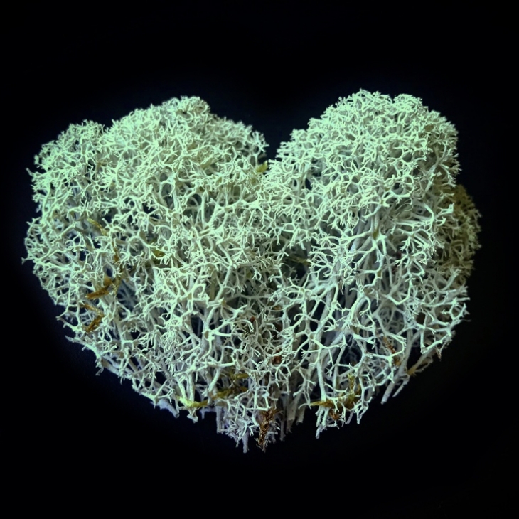 Loveform by Jila Svicevic