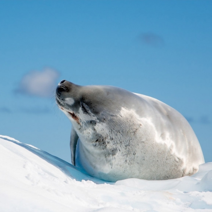Grabeater Seal, Antarktika poolsaar, 2014 by Jaanus Hannes
