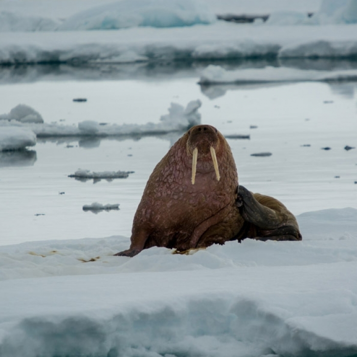 Walrus Svalbard, 2017