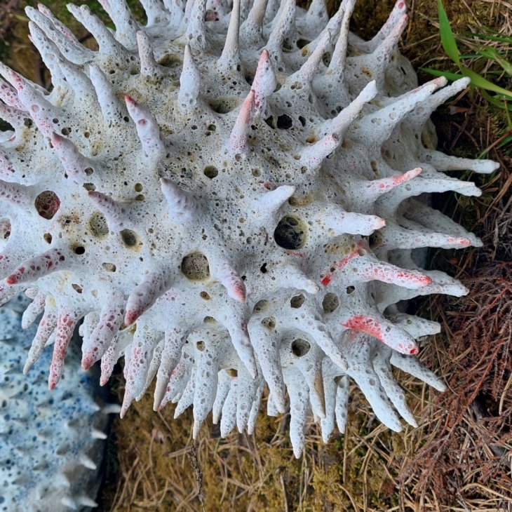 Untitled - Dārta Berkmane