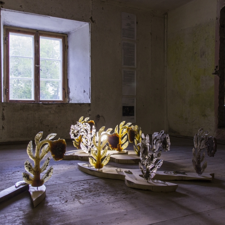 2365132101250005 km long lasting blooming by Annemarija Gulbe