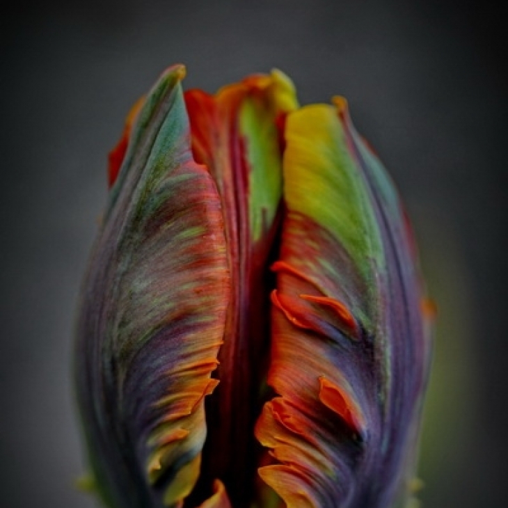 Rainbow plug by Jaak Kikas