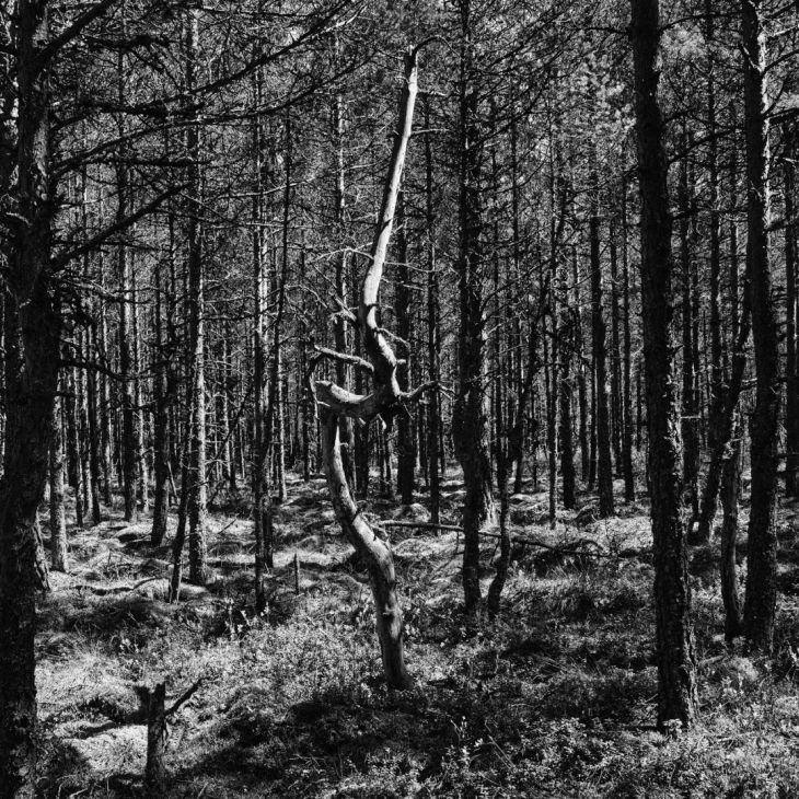 Twisted Tree by Kaupo Kikkas