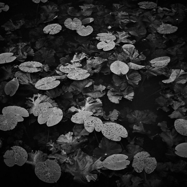 Waterlilies, Kaupo Kikkas