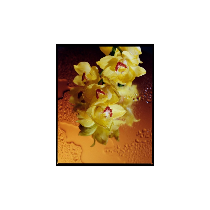 Flower Studies I