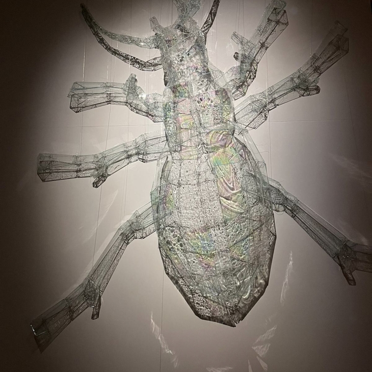 Carabus Nemoralis, Kati Kerstna