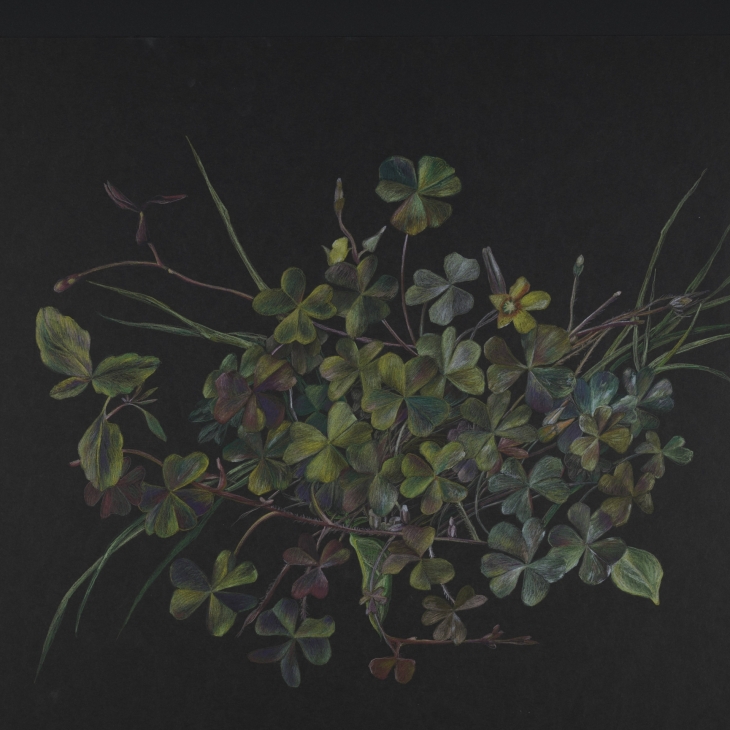 Umbrohi - Ene Jakobi