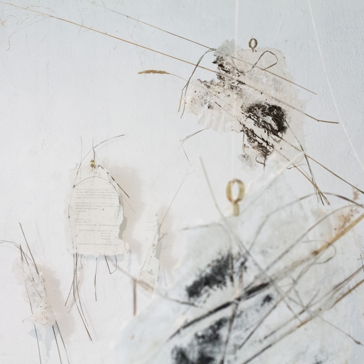 Mycorrhiza/chemical signals/different frequency by Lovisa Fahlgren